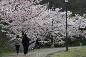 「善通寺五岳の里　市民集いの丘公園」桜やネモフィラが見頃♪