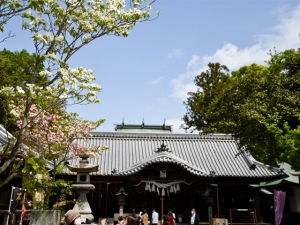 【岩田神社】樹齢約840年超といわれる孔雀藤が圧巻！4月中旬～下旬が見頃。