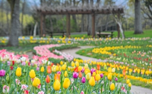 【国営讃岐まんのう公園】チューリップやネモフィラも間もなく見頃♪5/12まで「春らんまんフェスタ」開催中！