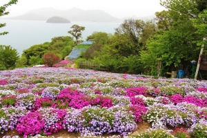 【天空の花畑】三豊市・志々島★季節の花々が咲き誇る！　※GW・土日は増便！