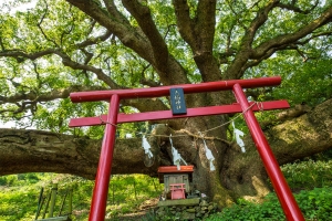 【天空の花畑】三豊市・志々島★季節の花々が咲き誇る！　※GW・土日は増便！