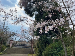 ​桜の抄周辺、春爛漫🌸陽光桜が見頃です！