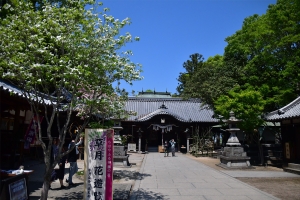 春風に揺れる紫の絶景──岩田神社の孔雀藤