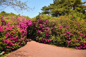 「桜の抄からドライブ約45分♪ 仏生山公園の“ツツジのトンネル”で春さんぽ」