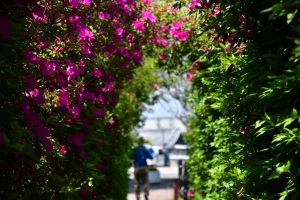 「桜の抄からドライブ約45分♪ 仏生山公園の“ツツジのトンネル”で春さんぽ」
