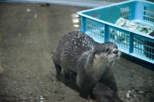 期間限定の“癒しスポット”誕生♪「市場水族館」で可愛い生き物たちに会いに行こう🐢✨