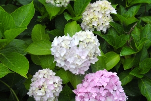 まんのう公園の「あじさいまつり」で初夏を満喫🌿 色とりどりの花景色にうっとり