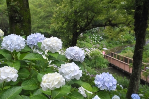 まんのう公園の「あじさいまつり」で初夏を満喫🌿 色とりどりの花景色にうっとり