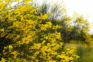 初夏の花とスーパーカーを満喫♪まんのう公園＆桜の抄ステイプラン！【5/24・31 空室あり】