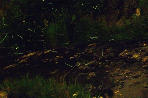 ほたるの舞う初夏の夜へ｜幻想的なひとときを“ほたる見公園”で