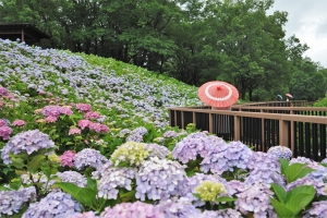 「紫陽花と華風呂に癒される、初夏の週末旅へ」