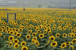 7月5日開催！まんのう町「ひまわりまつり」で夏の絶景とイベントを満喫♪