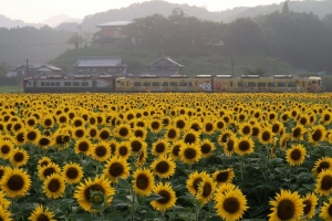 7月5日開催！まんのう町「ひまわりまつり」で夏の絶景とイベントを満喫♪