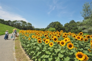 🚙四国の夏を満喫！✨明日7月19日から「まんのう公園サマーフェスタ」開催🌻