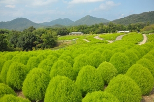 【夏の絶景】国営讃岐まんのう公園「夏のコキア」見頃！✨