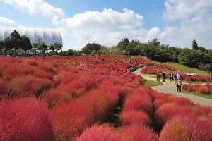 「まんのう公園で秋彩さんぽ🍁 コキアとコスモスに包まれる休日」