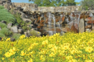 【9/14空室わずか】秋色に染まるまんのう公園へ🌼 マリーゴールド＆キバナコスモスが見頃✨