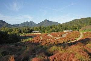 【秋色どりフェスタ】まんのう公園でコスモス＆コキア満喫♪桜の抄から車で約20分🚗