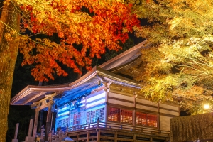🍁幻想の夜へ―もみじ寺「雲辺寺」 ※紅葉ライトアップ開催中🍁