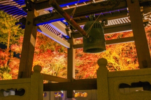 🍁幻想の夜へ―もみじ寺「雲辺寺」 ※紅葉ライトアップ開催中🍁