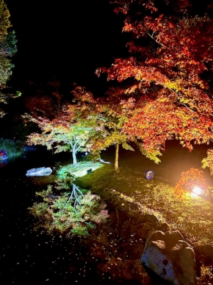 🍁秋夜に輝く紅葉✨香川用水記念公園★紅葉ライトアップ＆桜の抄で秋旅