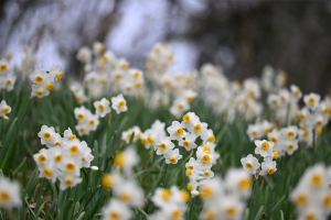 【早春のおでかけ案内】やわらかな春の兆しを訪ねて｜国営讃岐まんのう公園