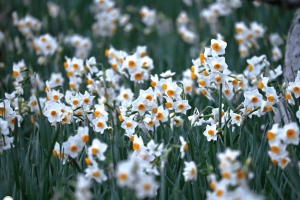 春を先取り🌸国営讃岐まんのう公園「早春フェスタ」開催中