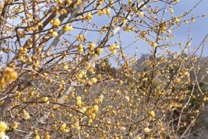 春を先取り🌸国営讃岐まんのう公園「早春フェスタ」開催中