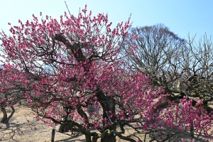 【早春の香りに包まれて】さぬきフラワーガーデン ロウバイ&梅が見頃です♪