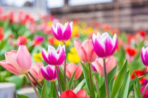 春色に包まれるレオマリゾート🌷3/20~約7万本のチューリップ祭開催!