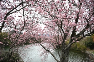 春を先取り🌸福成寺「椿寒桜」見頃のご案内｜桜の抄から車で約20分