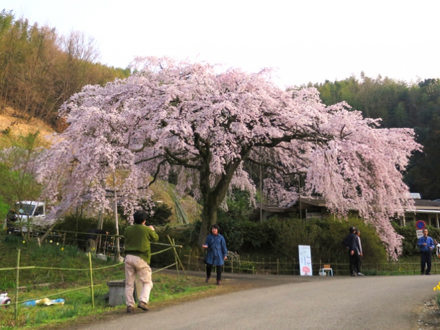 綾川町西分にございます『 し だ れ 桜 』の木です!