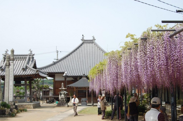 藤の花が見れる☆隠れ人気スポット!!