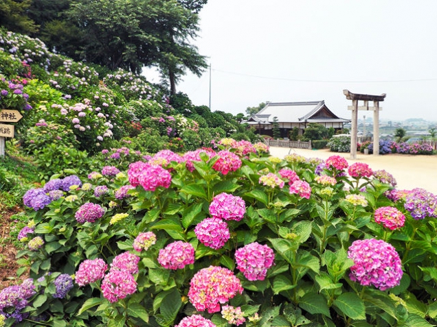 香川県観音寺市にあります粟井神社のアジサイΣ(･ω･ﾉ)ﾉ