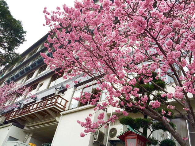 桜開花情報【八分咲き】♪