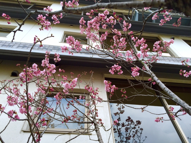 桜の開花最新情報！！