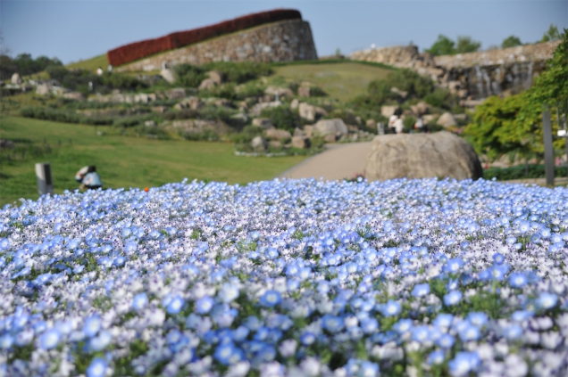 絶景☆国営讃岐まんのう公園で30万本のネモフィラを見れちゃいます