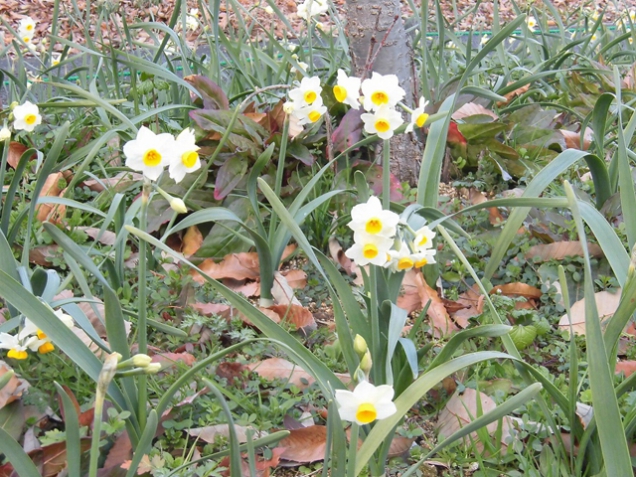 早春を感じる小さな白い花「ニホンズイセン」が咲き始めました