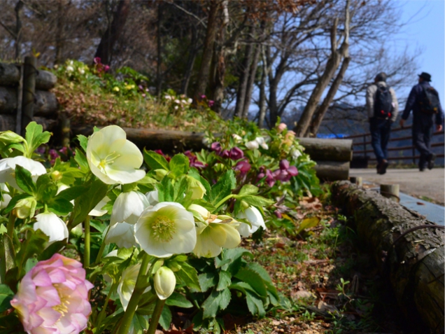 まんのう公園「クリスマスローズフェスタ」   ※3月3日土曜日「桜の抄」若干空室あります