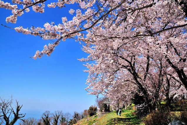 2018年　桜スポット②~紫雲出山～