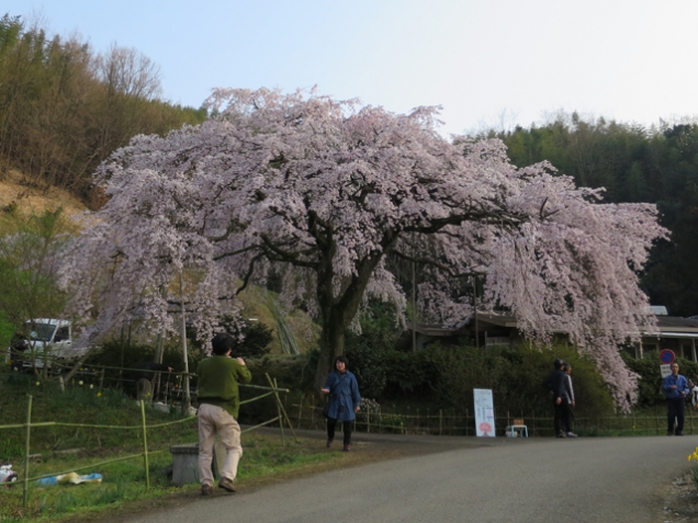 2018年桜スポット　堀池のしだれ桜