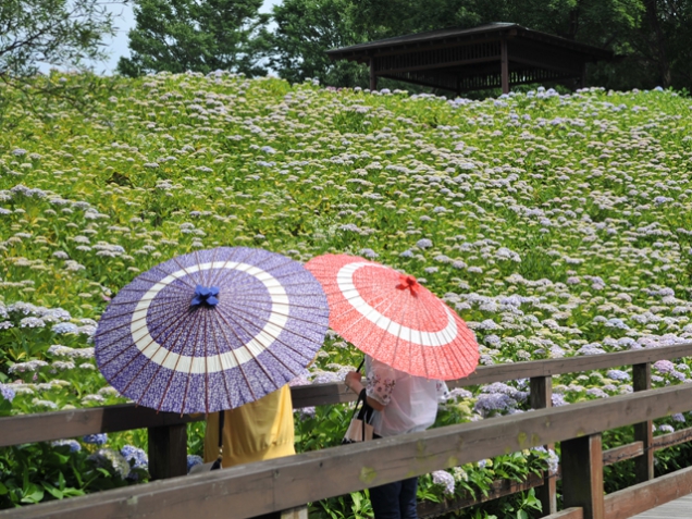 40品種2万株のアジサイが園内を彩る「あじさいまつり」