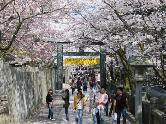 卒業旅行におすすめスポット　【金刀比羅宮の桜】