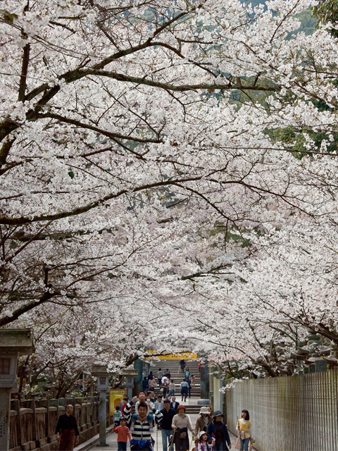 【金刀比羅宮】今年は3月25日開花予想★※桜馬場に桜のトンネルができます