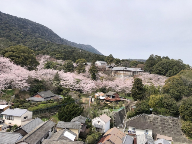 春の到来2022年 ～桜が満開を迎えました～