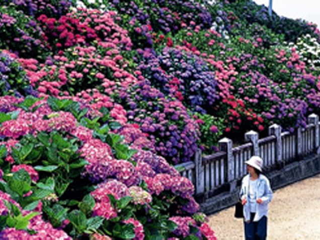 約3000株の紫陽花が初夏を彩る★「粟井神社」