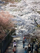 金刀比羅宮の桜の名所「桜馬場（さくらのばば）」の去年の様子です♪