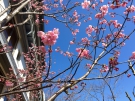 3/20.21桜の開花情報！花びらが見えました★