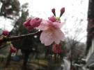 桜まもなく開花♪