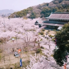 琴平の公会堂の桜もほぼ満開♪